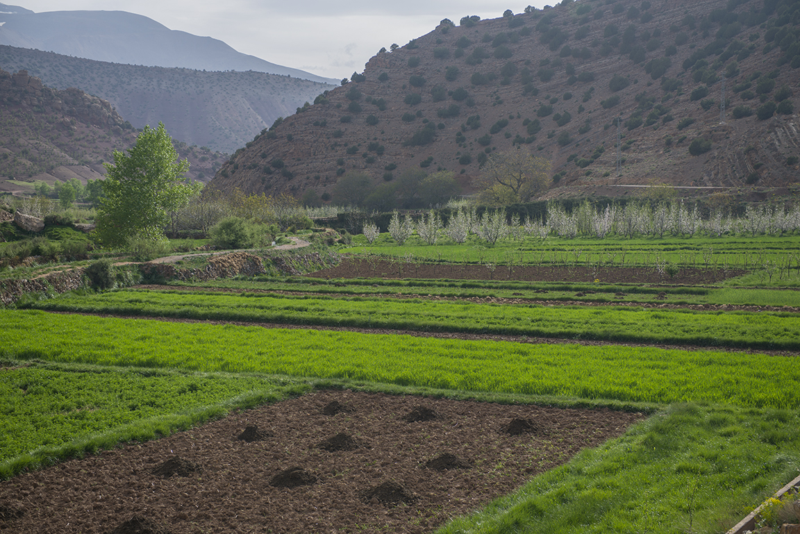 Fields in the Ait Bougoumez Valley