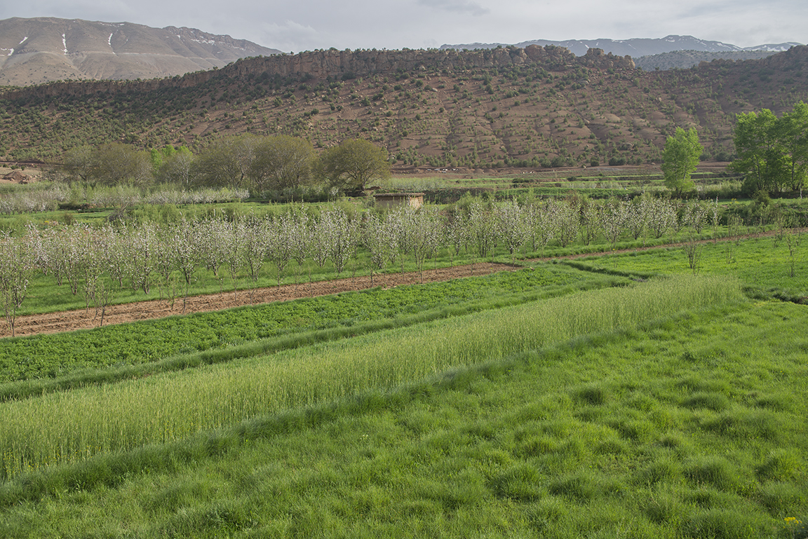 Fields in the Ait Bougoumez Valley