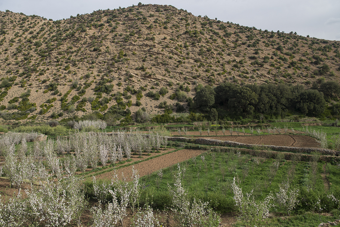 Fields in the Ait Bougoumez Valley