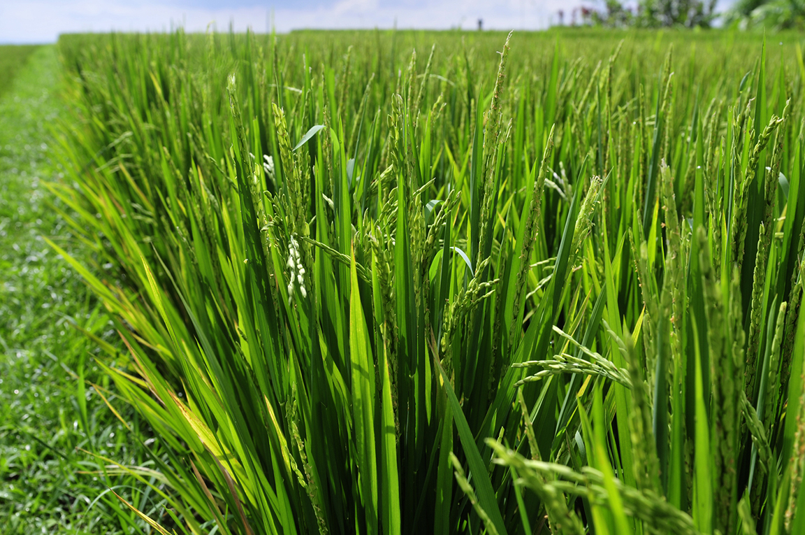 Stacks Image 175