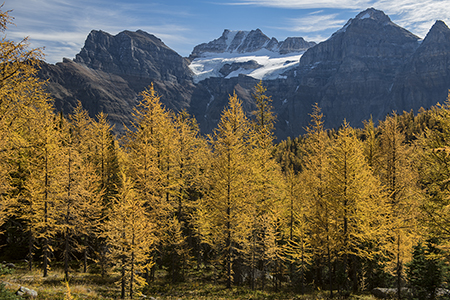 Larch Valley