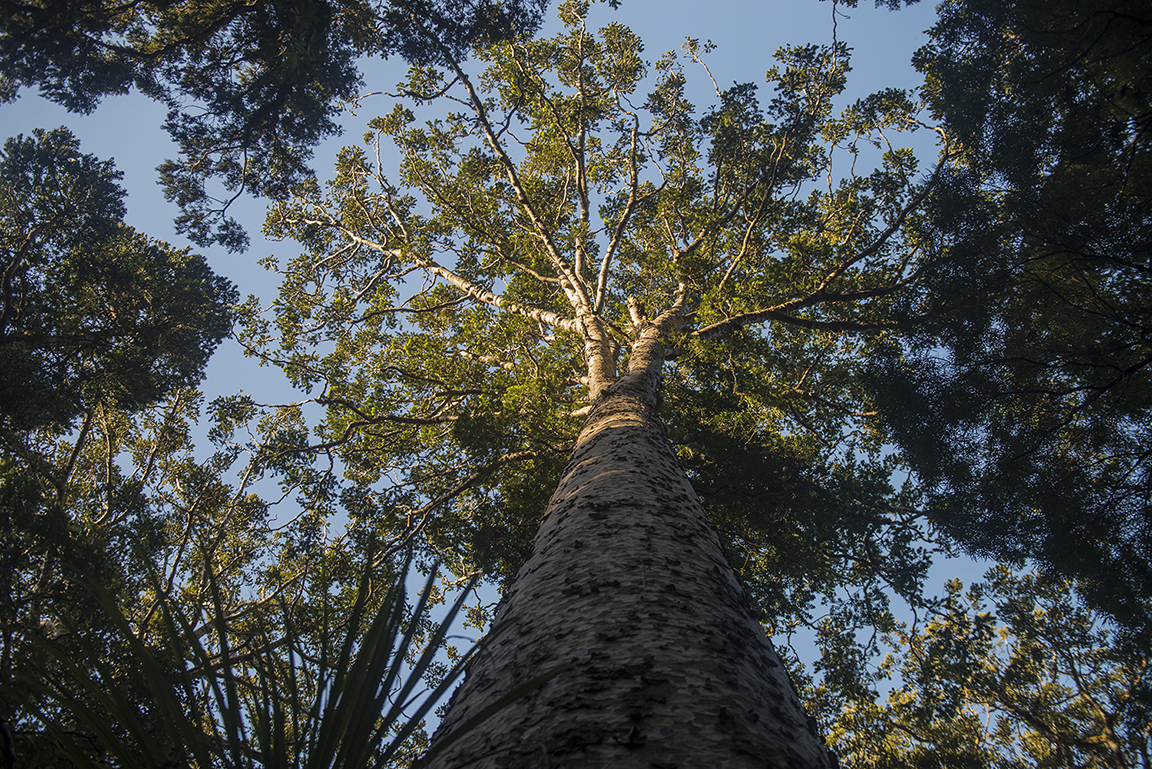 Kauri tree in the Waipoua Forest