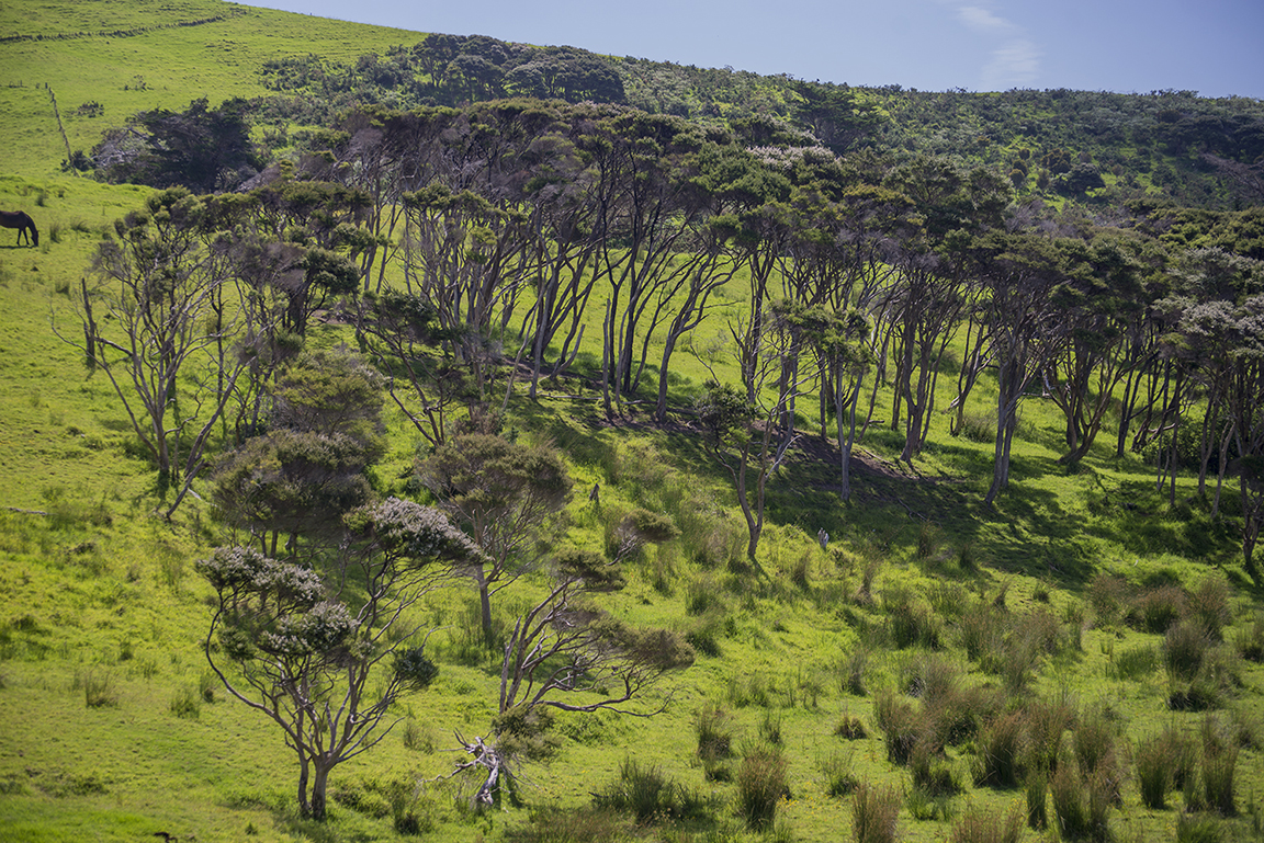 Opononi and view of the Hokianga