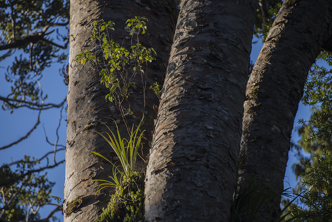 Kauri tree in the Waipoua Forest