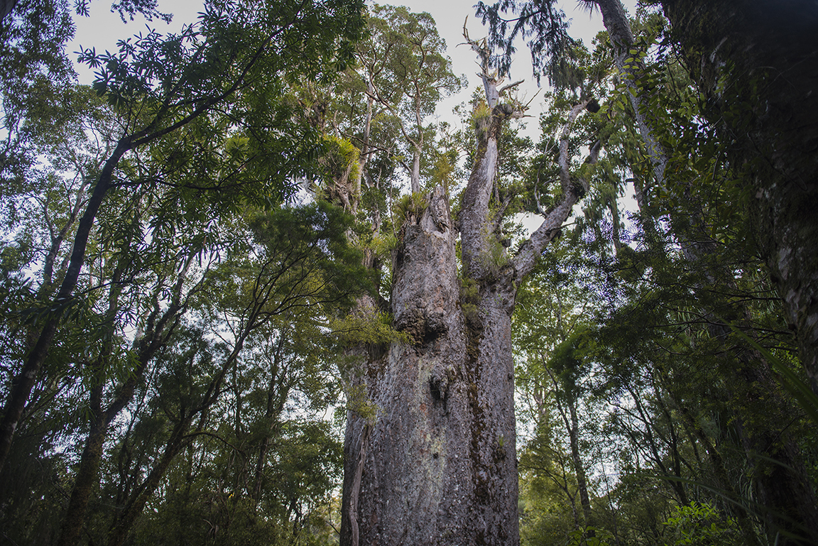 Sacred kauri tree in the Waipoua Forest