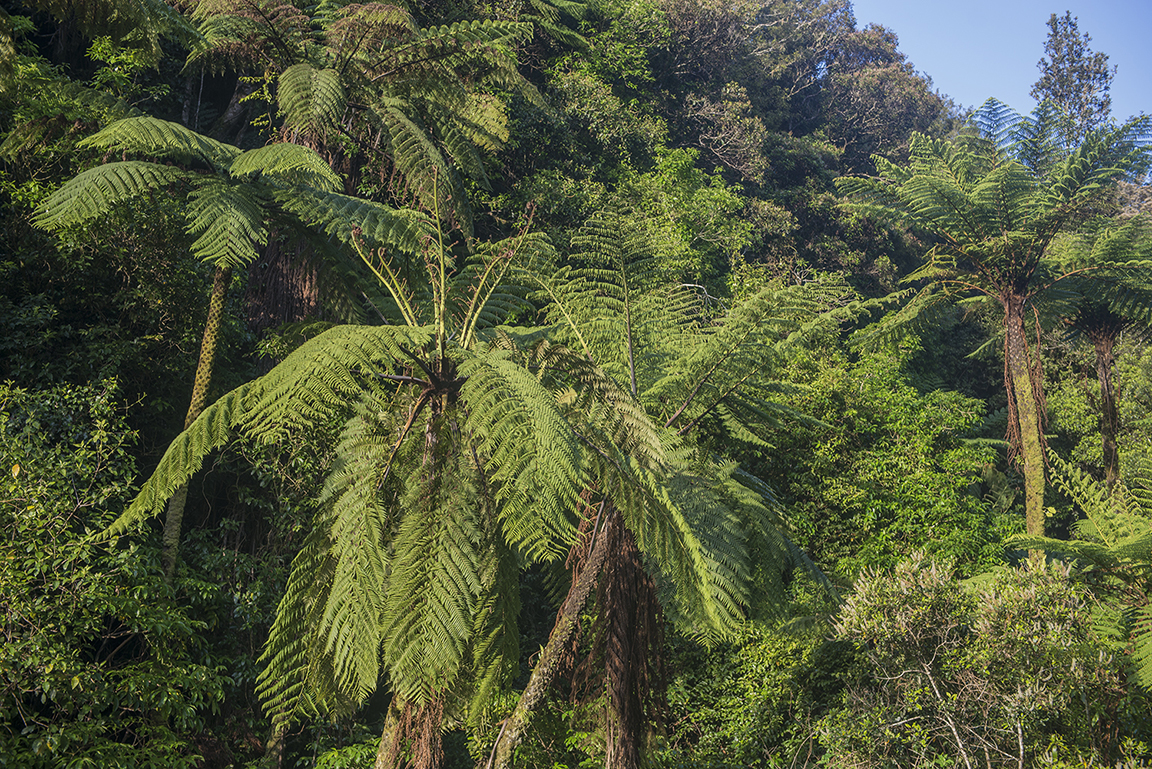 Whanganui River Valley in Whanganui National Park