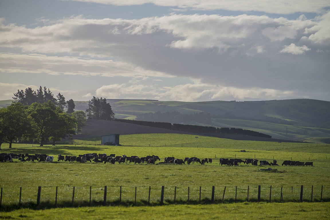 Countryside near Baclutha