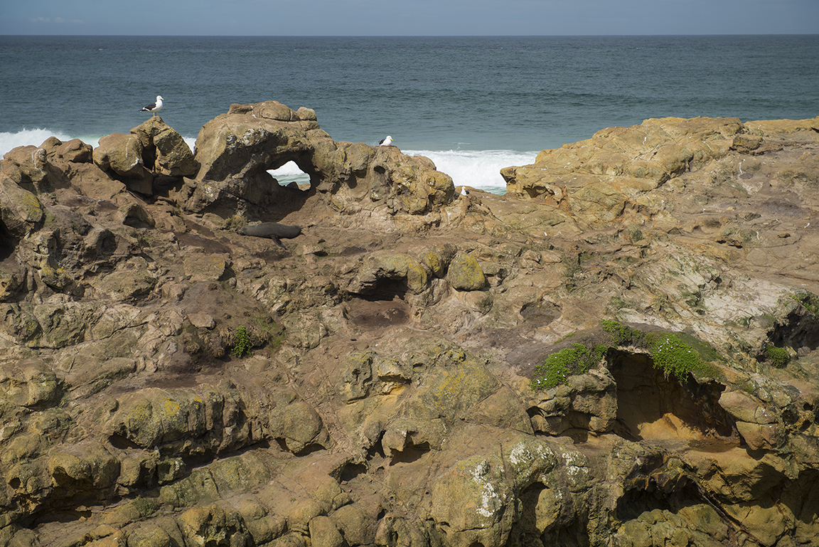 Otago Peninsula near Dunedin