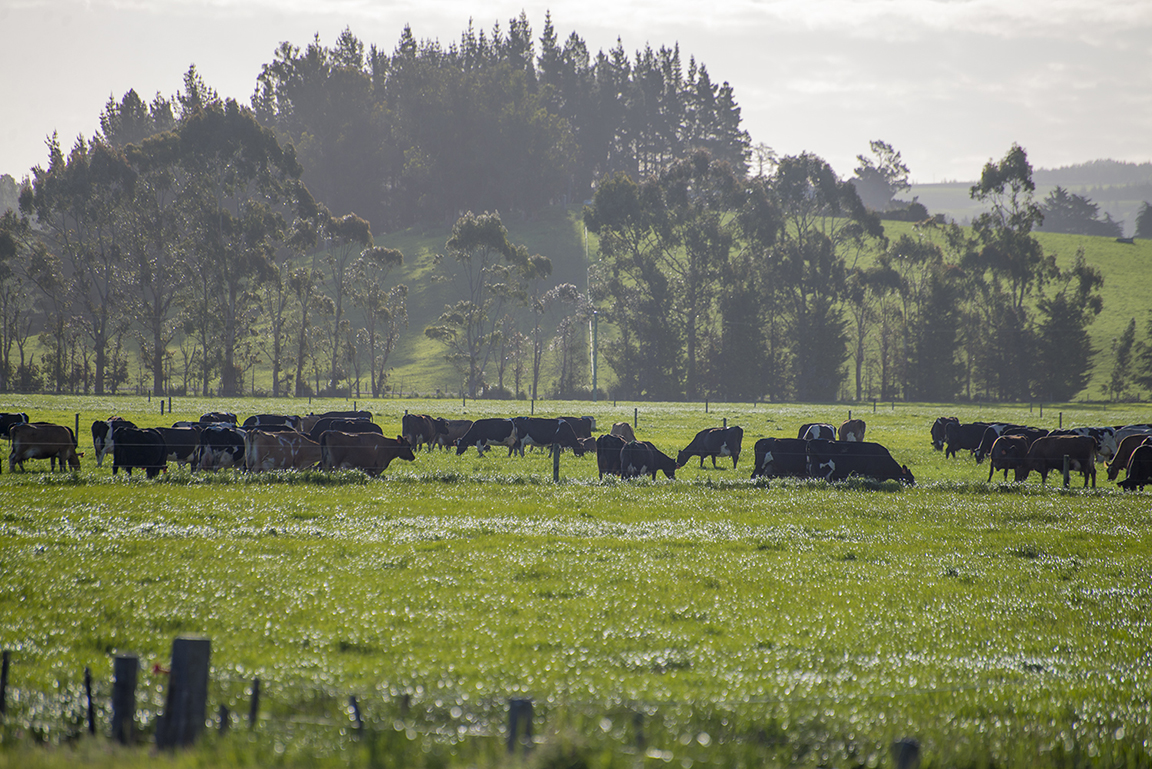 Countryside near Baclutha