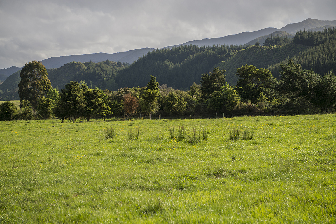 Late afternoon in the Takaka Valley