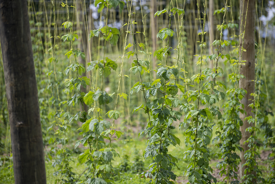 Hops growing in Motuere