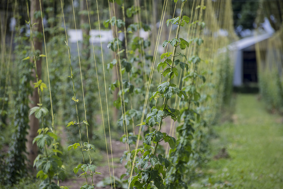 Hops growing in Motuere