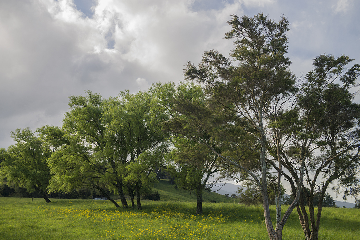 Late afternoon in the Takaka Valley