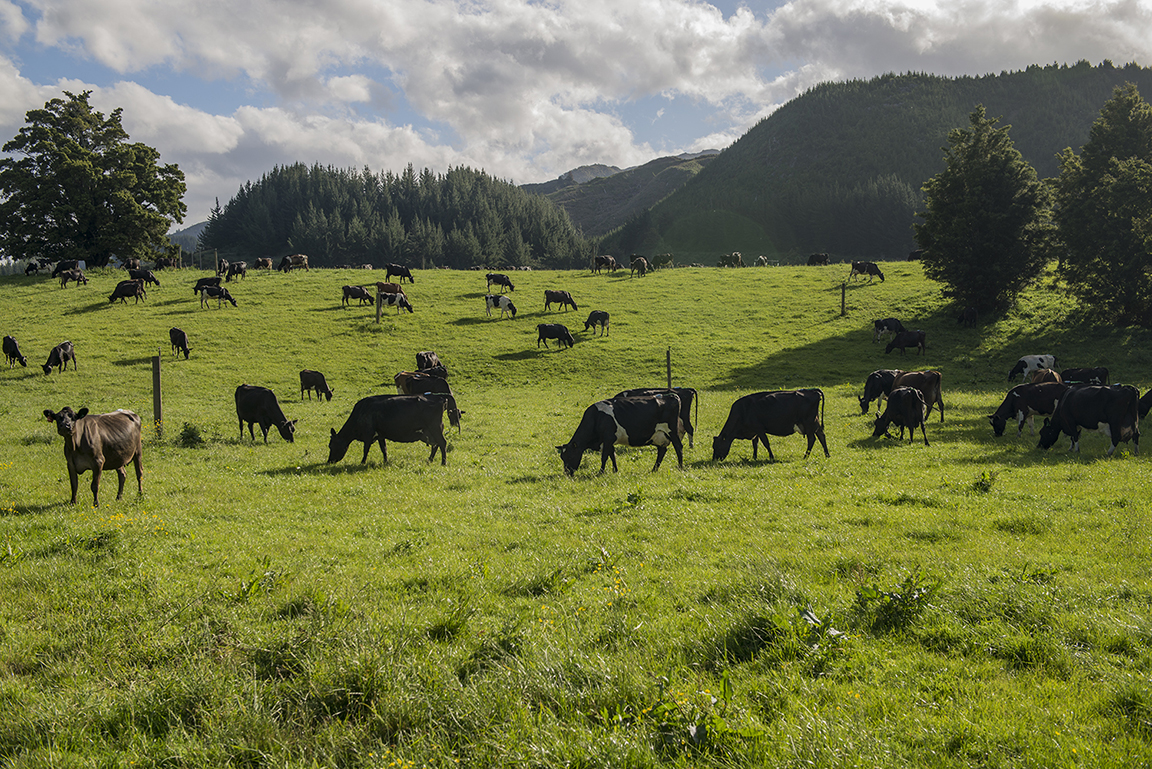 Late afternoon in the Takaka Valley