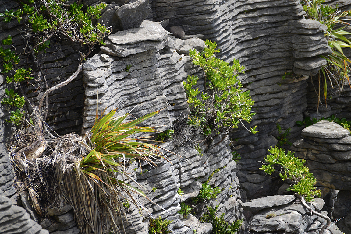 Panakaiki, Paparoa National Park