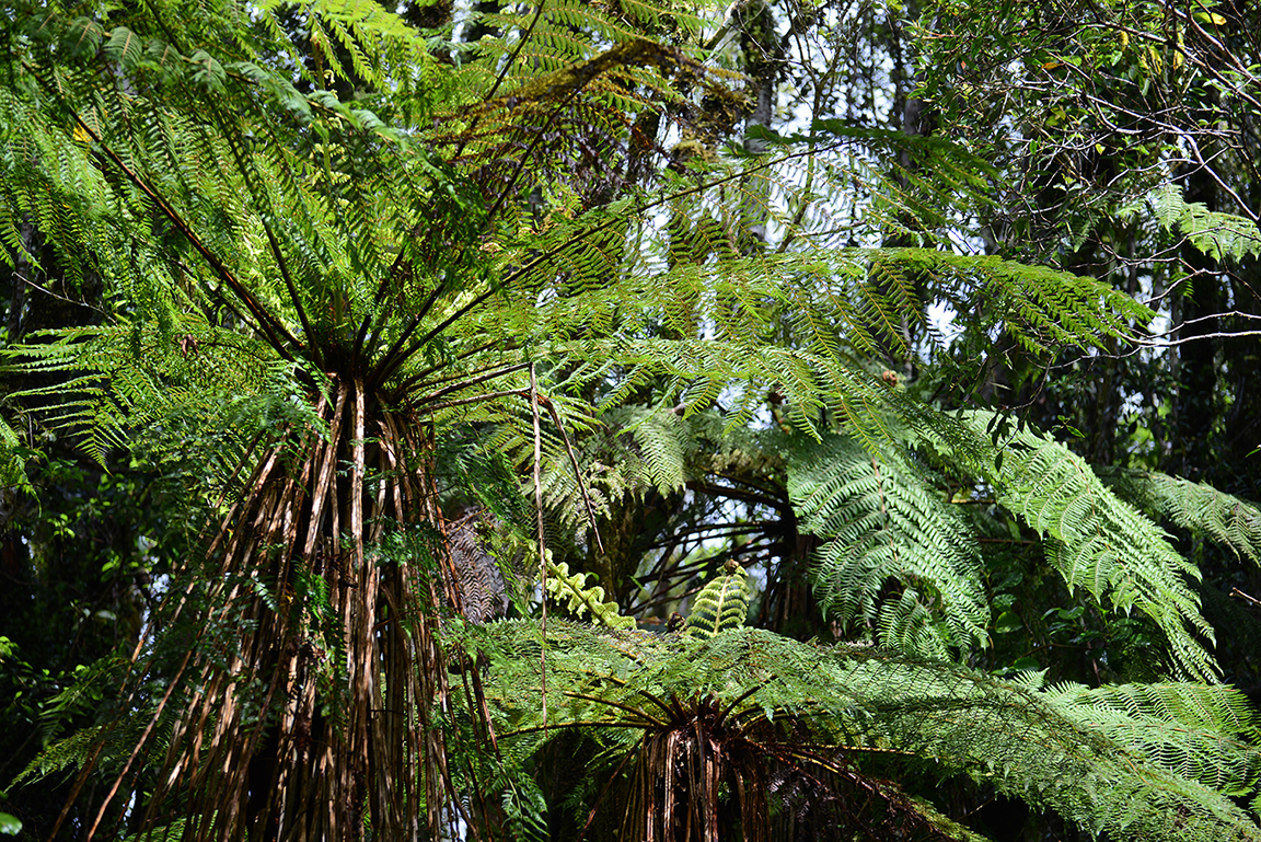 Near the Fox Glacier, Westland Tai Poutini National Park