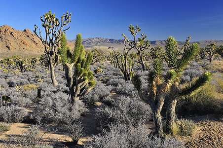 Mojave National Preserve