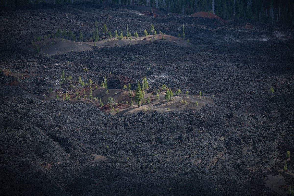 Tree islands in lava bed