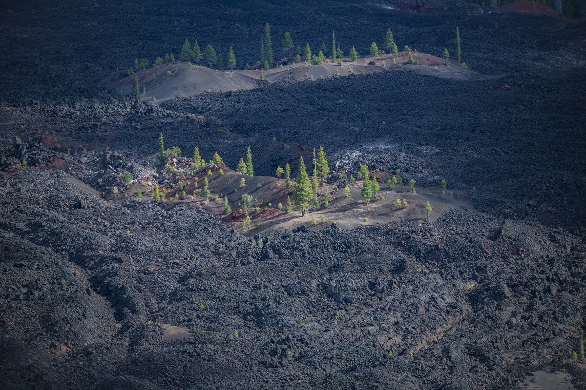 Tree islands in lava beds