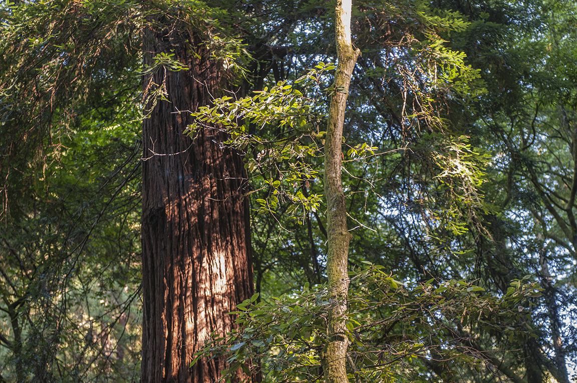 Stacks Image 60