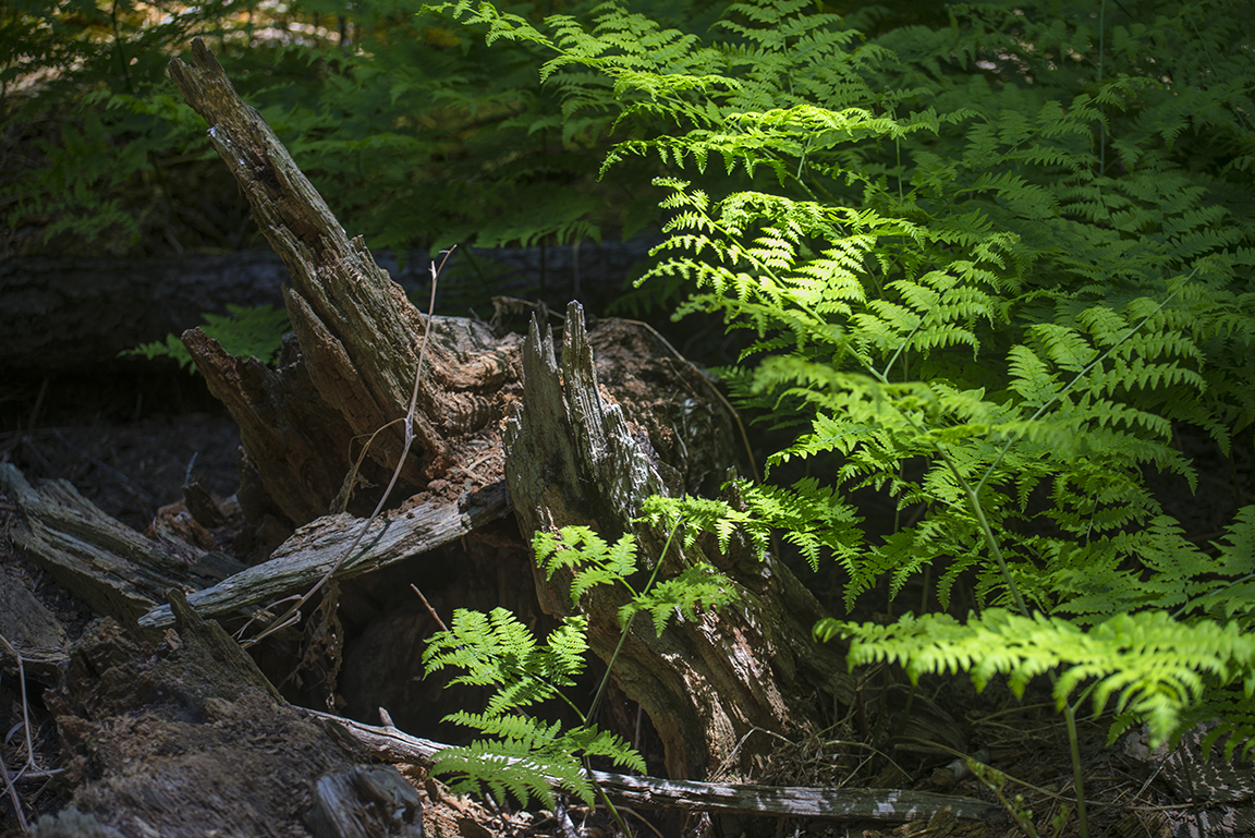 Stacks Image 70