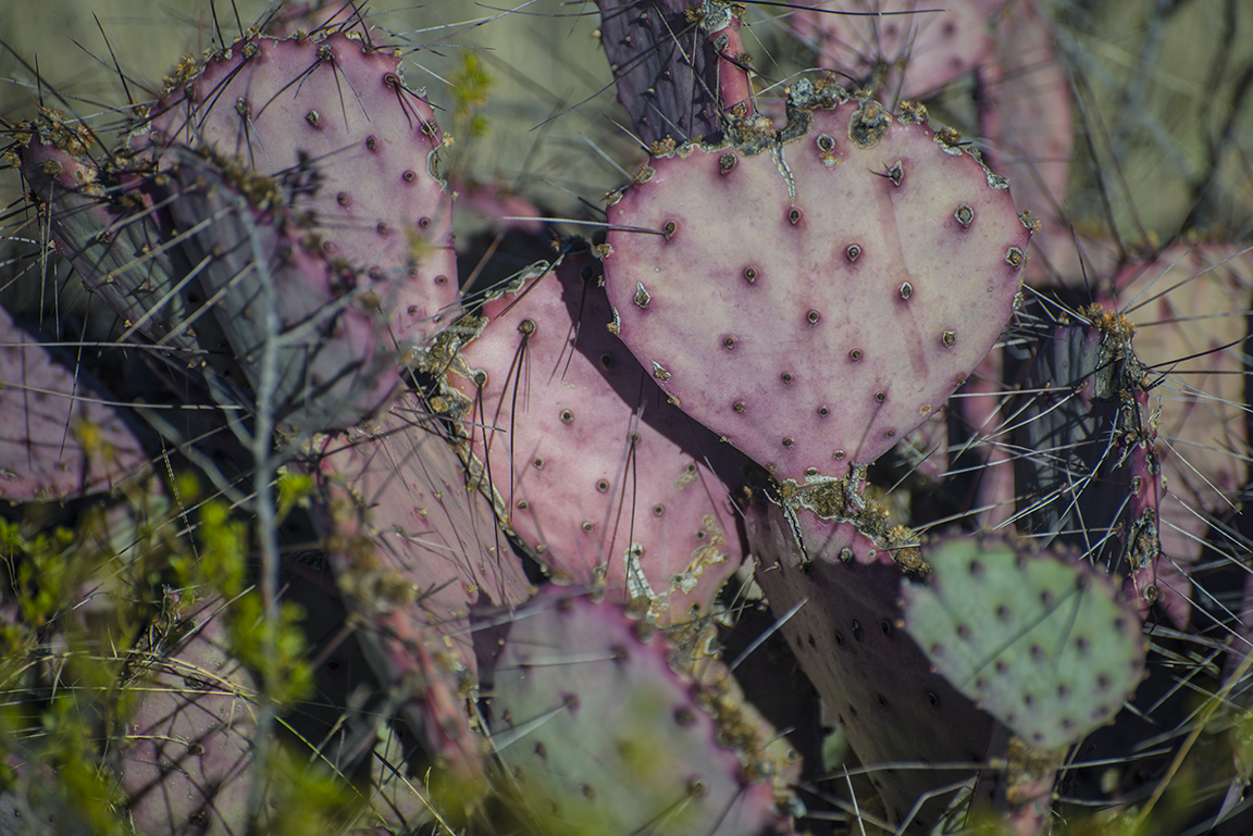 Purple cacti along the Ross Maxwell Scenic Drive