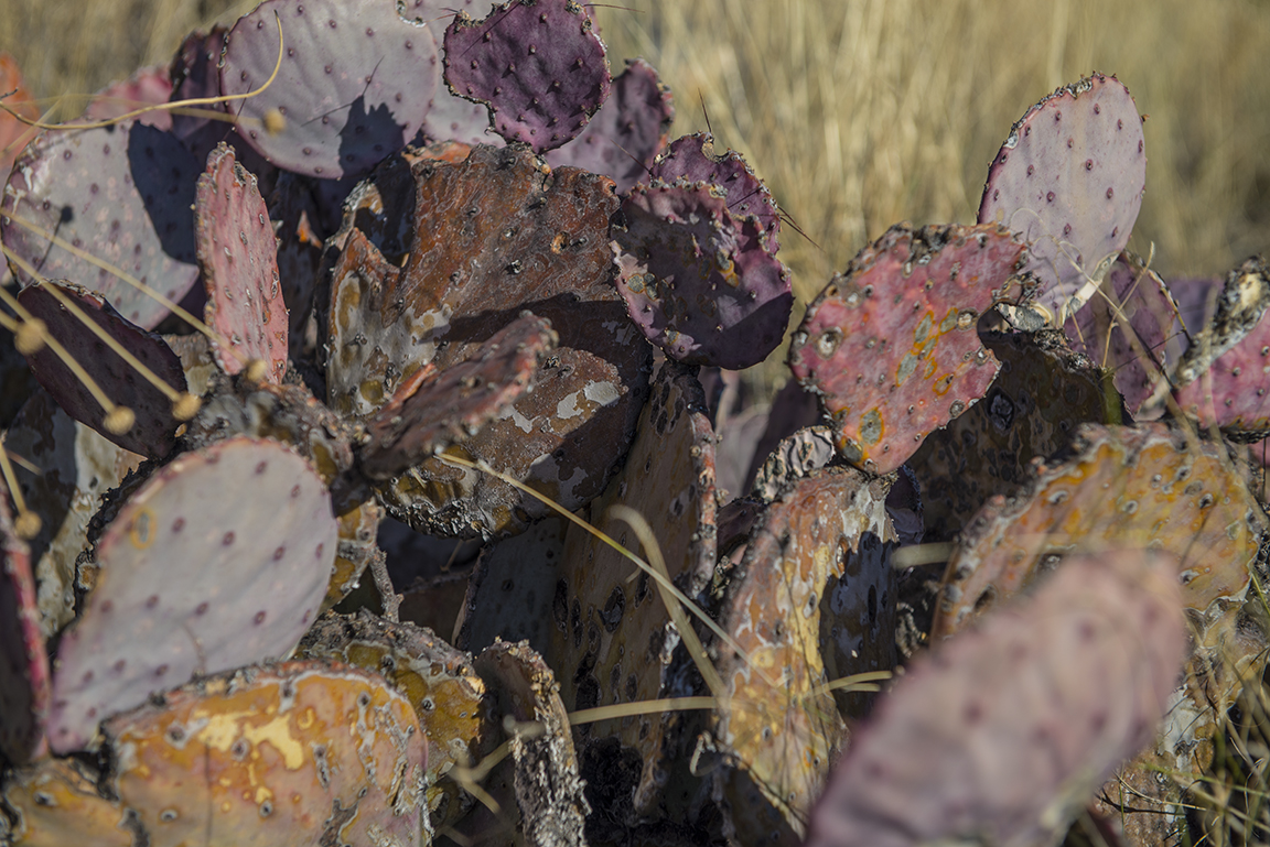 Purple cacti along the Ross Maxwell Scenic Drive