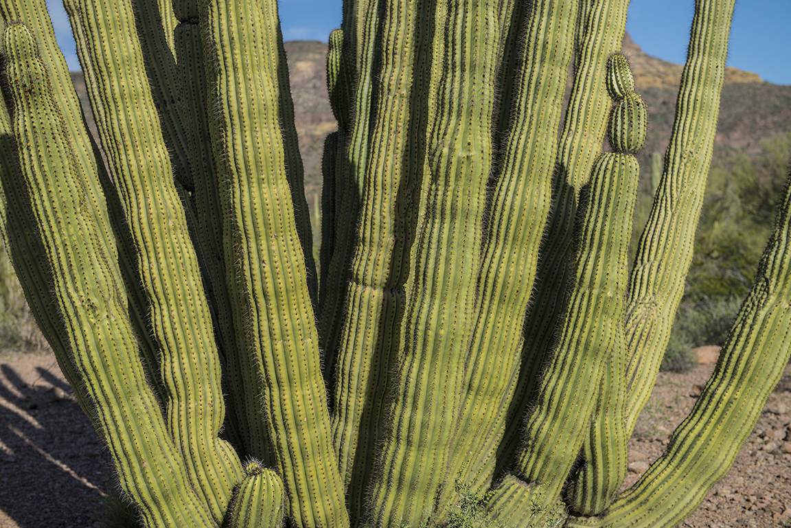 Stacks Image 50