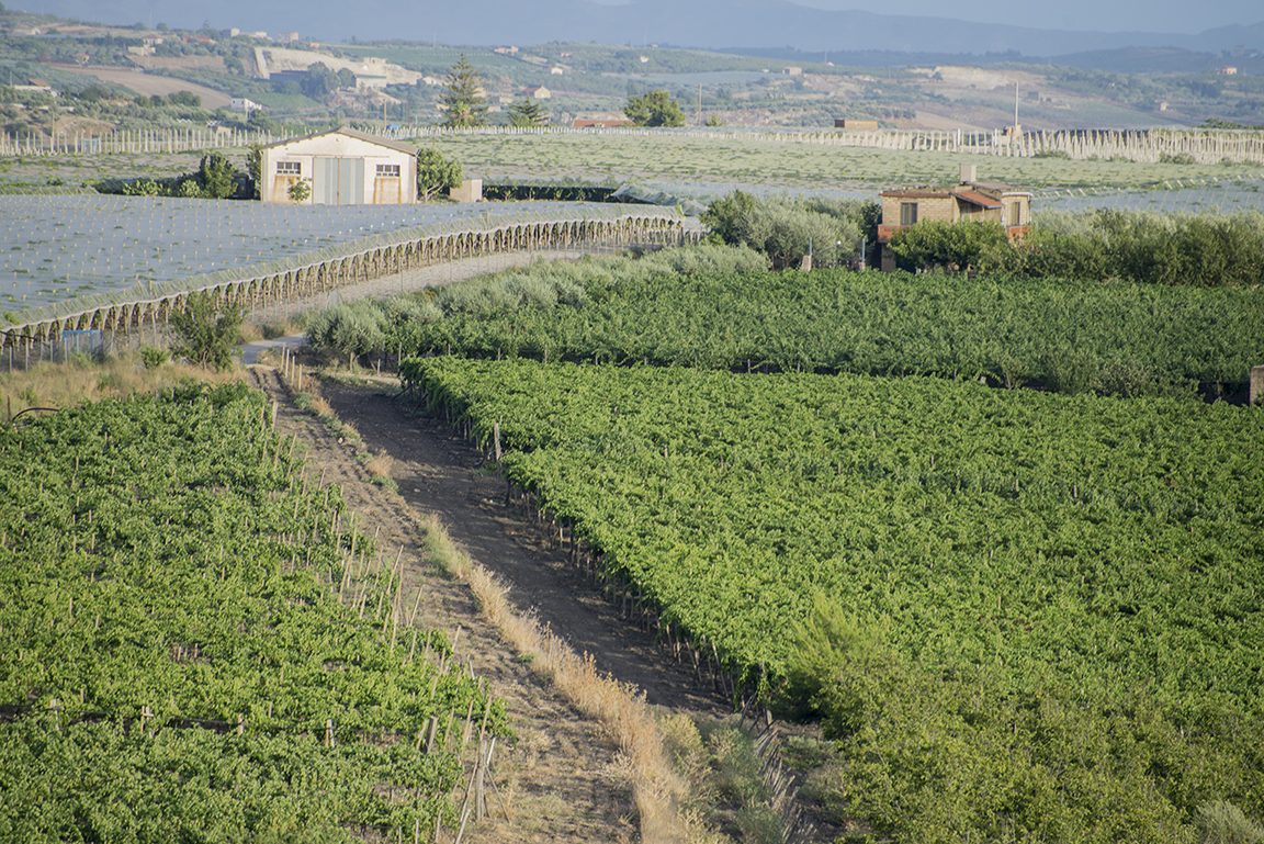 Countryside near Agrigento